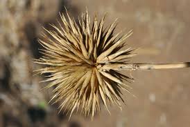 Image result for Oxytenanthera abyssinica