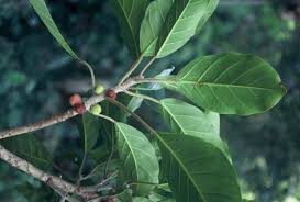 Image result for Ficus lutea