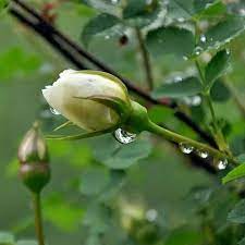 ورد ابيض rose buds white roses white house garden