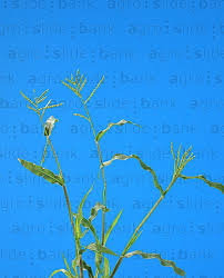 Image result for Urochloa arrecta