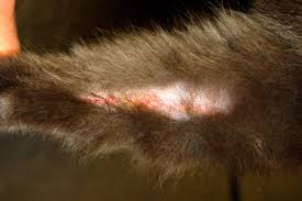 Image result for Feline Miliary Dermatitis