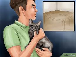 Cats can develop small bumps (papules) or larger lumps (nodules) on their skin. How To Help A Cat Recover From Anesthesia 11 Steps
