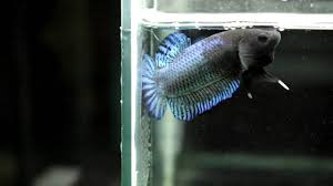 Fighter, halfmoon, koi, giant, thai, female plakats betta. Green Light Betta Fighter Incredible Hulk Bagan Youtube