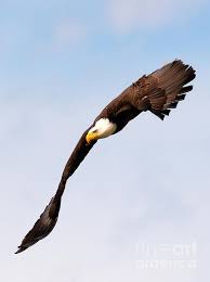 Plunge By Mike Dawson In 2021 Eagle Pictures Bald Eagle Eagle Artwork