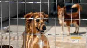 Ma in questo canile non ci sono volontari e. Come Adottare Un Cane A Modena Cosa Sapere Sul Canile Intercomunale