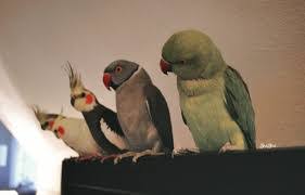 Fall is upon us and you may be questioning whether you'll be able to use those pumpkins you just bought for anything after. Best Food For Cockatiel Birds Feeding A Cockatiel
