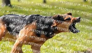 Kopegim Cok Fazla Havliyor Ne Yapabilirim Pet Okulu