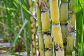 Pack of green stems, plants with leaves, sack with brown sugar isolated on white background. Sugarcane And The Creation Of Carbon Negative Hydrogen