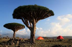 Subscribe dragon blood tree is an evergreen tree that belongs to the genus dracaena. Socotra Dragons Blood Tree Foto Bild On The Road Backpacking Jemen Bilder Auf Fotocommunity