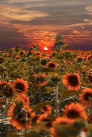 Pretty flowers happy flowers flowers plants scenery photography sunflower wallpaper sunflower sunset nature. Download A Sunset By A Sunflower Field Wallpaper Cellularnews