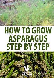 How To Grow Asparagus Step By Step New Life On A Homestead Homesteading Blog Growing Asparagus Growing Organic Tomatoes Asparagus Garden