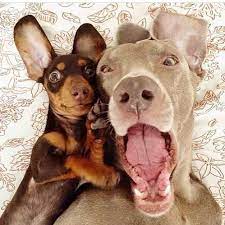 saw this on instagram i think it belongs here find cute things to pin here http don greymafia com p 50174 dog selfie animals friends i love dogs