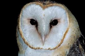 Barn and bay owls, true owls. Ghost Owls Missouri Department Of Conservation
