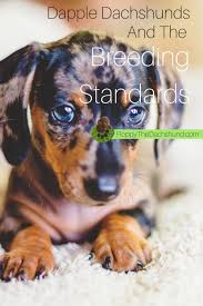 You can find dapple dachshund puppies for sale at pet stores and puppy farms. Dapple Dachshunds And The Breeding Standards Floppy The Dachshund