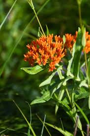 Image result for Asclepias eminens