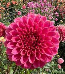 Image result for Stolzia kalkhof-roseae