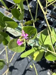 Image result for Canavalia rosea