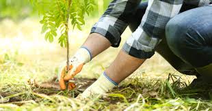 The cultivation of a single crop in a given area. Dhl S Path To Zero Emissions By 2050 Tree Planting In Vietnam Dhl Logistics Of Things