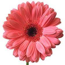 Coral Reef Bright Pink Gerbera Daisy Flowers Fiftyflowers Flower Bouquet Wedding Gerber Daisies Gerbera Daisy