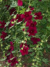 About hibiscus hibiscus are deciduous shrubs with dark green leaves; Hibiscus Cannabinus Kenaf World Of Flowering Plants Flower Garden Planting Flowers Flower Seeds