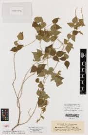 Image result for Rhynchosia elegans