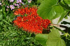 Image result for Greyia