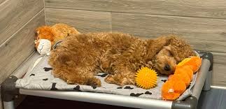 Albuquerque Dog Boarding | Dog Care Services