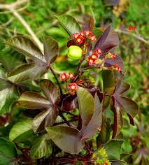 Image result for Jatropha latifolia