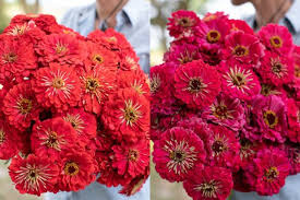 Grow Great Zinnias Floret Flowers