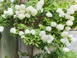 You may want to try a broadleaf evergreen next to a deciduous. 11 Best Trees And Shrubs With White Flowers