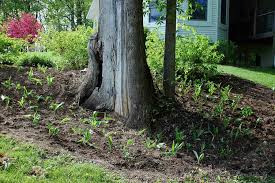 Controlling Lily Of The Valley Plants Just Two Farm Kids