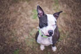 She is approximately 9 years old. Boston Pit Pitbull Boston Terrier Mix Info Pictures Facts