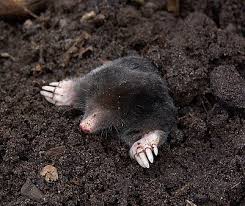 Image result for Schéma plašiče krtků