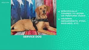 Get information on service dogs, emotional support dogs, and issues related to ptsd. Dot Wants To Let Airlines Ban Emotional Support Animals Thv11 Com