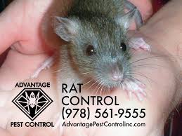 These pests include bees, wasps, carpenter ants, termites, rodents. Advantage Pest Control In Topsfield Ma Manchester By The Sea