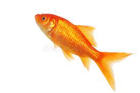 Isolated Gold Fish On A White Background Sponsored Gold Isolated Fish Background White Ad Goldfish Fish Fish Pet