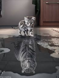 Beautiful Cat With Tiger Animal Photo Fridge Magnet 2 X3 Collectibles Ebay Babyanimalswild Hayvanlar Cok Sirin Hayvanlar Hayvan Resimleri