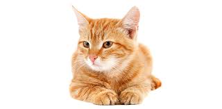 Animals are commonly called only one collective name without any clear distinction. Are You A Dog Or A Cat Proprofs Quiz