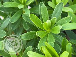 Image result for Synandrodaphne