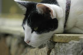 Find opening hours and closing hours from the pet adoption category in tucson, az and other contact details such as address, phone number, website. Re Homing Your Pet No Kill Pima County