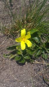 Image result for Hibiscus aethiopicus