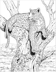 The leopard coloring pages also available in pdf file that you can download for free. Leopard Coloring Pages Coloringbay
