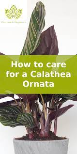 How To Care For A Calathea Ornata Calathea Plant Calathea Plants