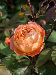 If you want a plant that gives out a subtle, pleasing smell, this is one of. The Most Fragrant Roses For Your Garden Hgtv