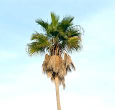 Image result for Washingtonia