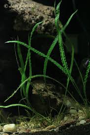 Cryptocoryne wendtii 'green gecko' or ? Cryptocoryne Crispatula Biolib Cz