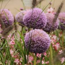 Order now & save on fall flower bulbs, we'll ship them at the right time to plant. Allium Giganteum