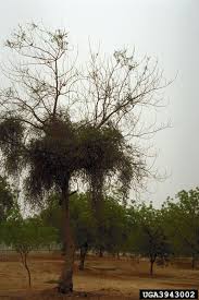 Image result for Tapinanthus