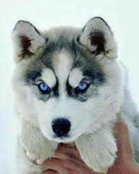  Vikas Kumar Gbroad786 Profile Pinterest