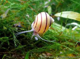 Asolene Spixi Escargot Pomme Zebre Escargot Aquarium Poisson Aquarium D Eau Douce